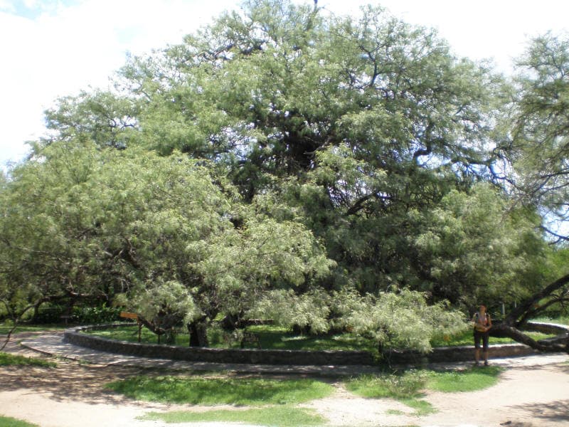 Artesanías en Algarrobo Don Pedro, artesanías en Plaza Sobremonte, Villa de Merlo